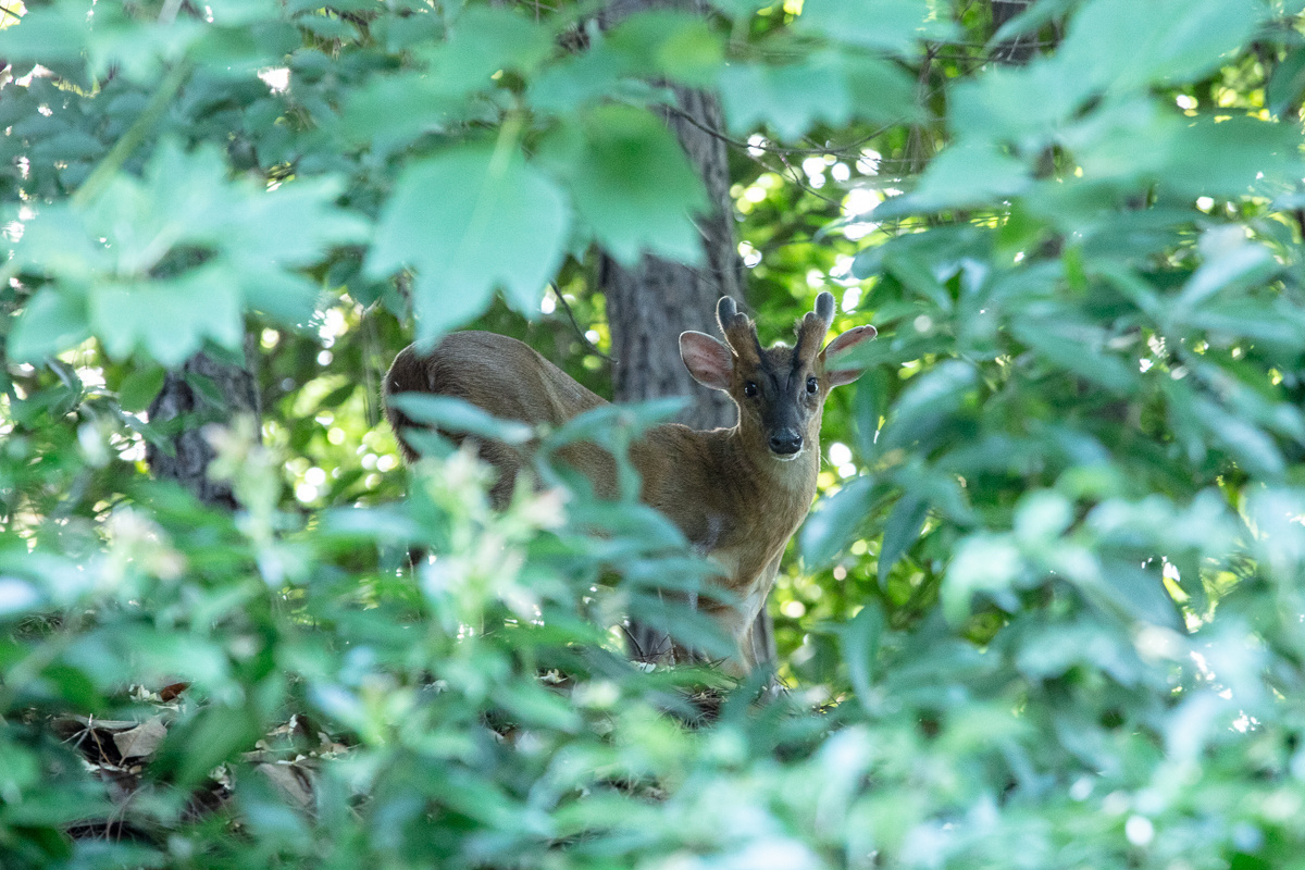 ³§ÇøÊ÷ÁÖÀïµÄ÷ä ³§ÇøÊ÷ÁÖÀïµÄ÷ä.jpeg