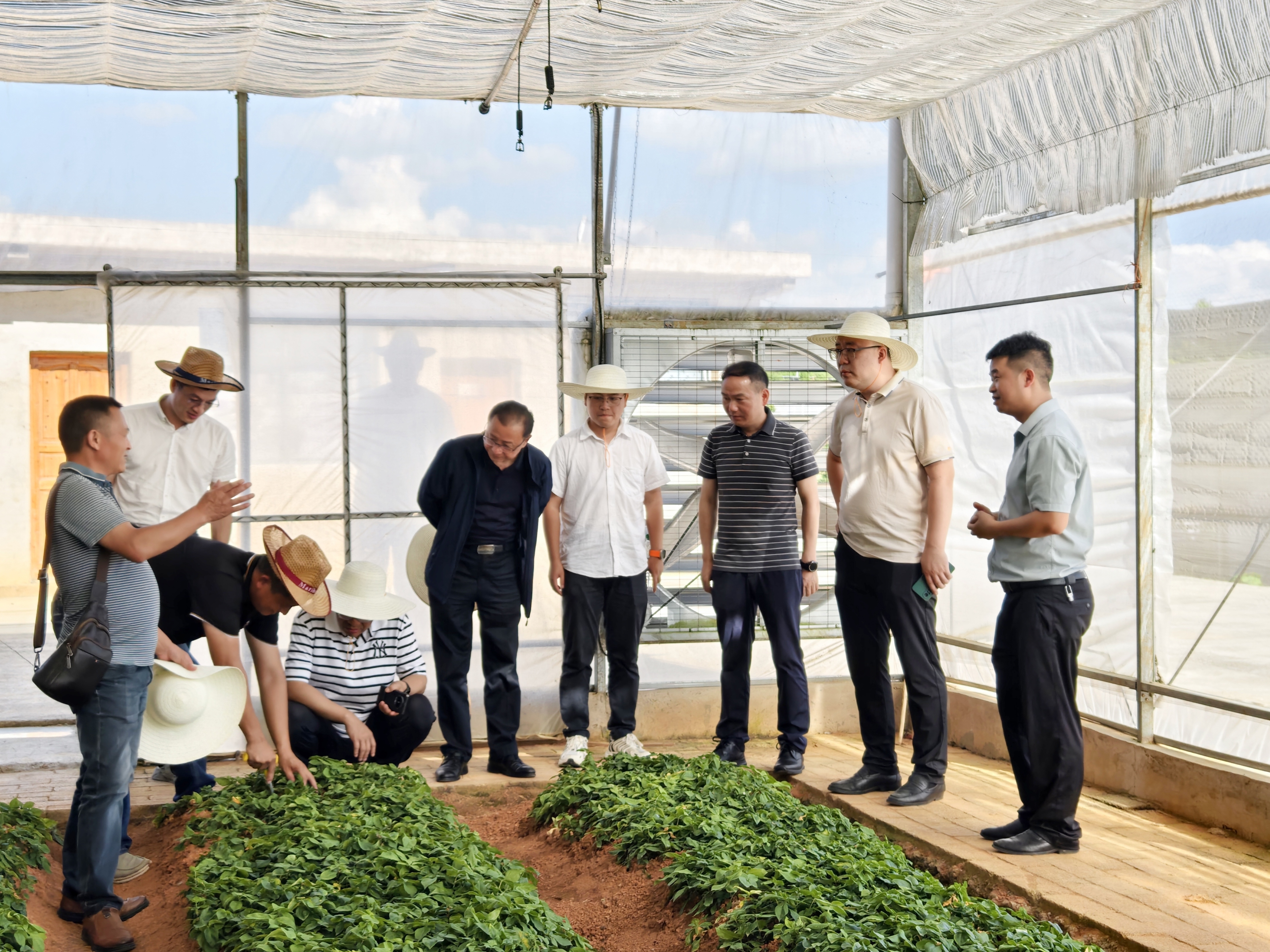 吴文多调研太子参育种 吴文多调研太子参育种.jpg